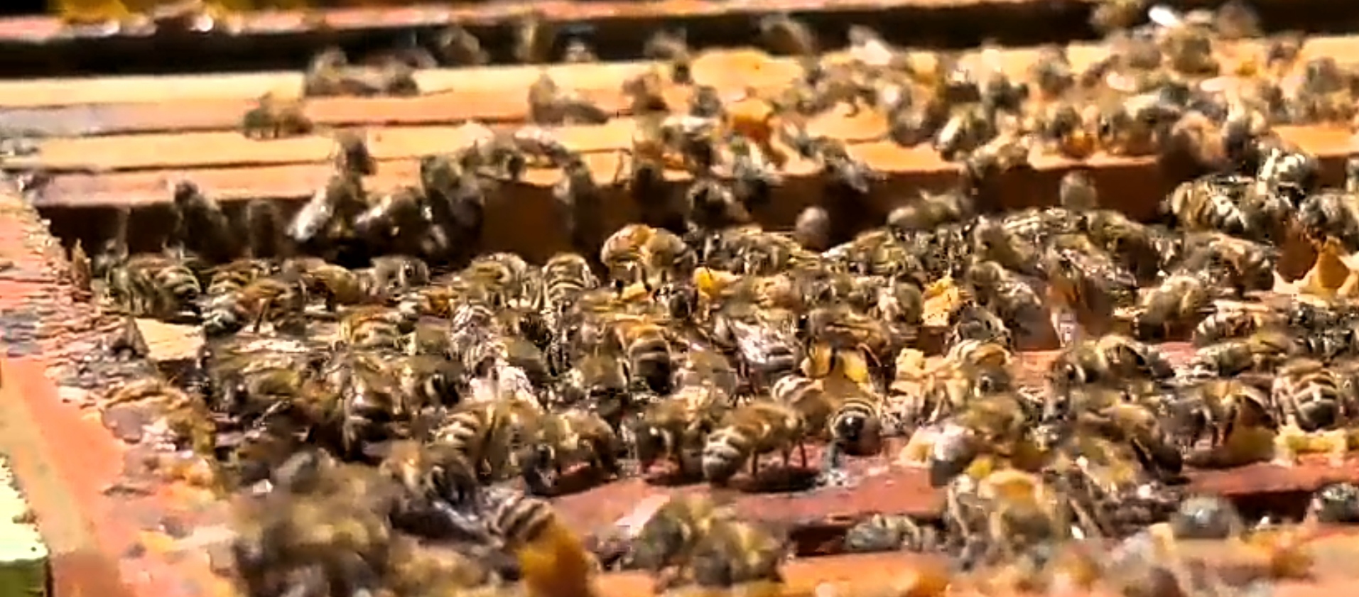 Beeinnovative Hub